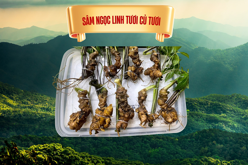 Sâm tươi nguyên củ loại 2
