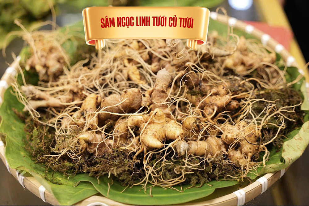 Sâm tươi nguyên củ loại 3