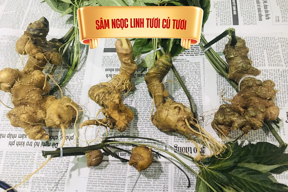 Sâm tươi nguyên củ loại 5